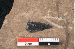 Foto (Detailansicht) von Araucaria sternbergii Goeppert (NHMW-GEO-2024-0188-8285)